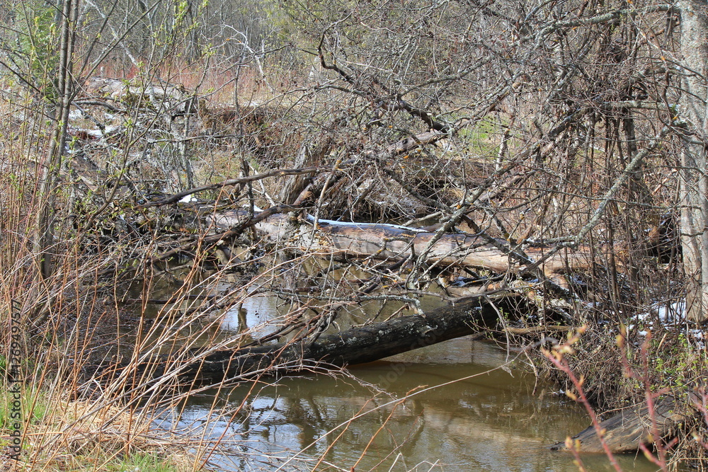 a small river in the forest during the spring flood a small river in the forest during the spring flood