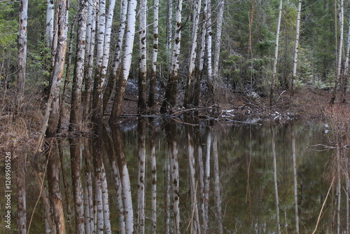 lake in the forest in mid-spring