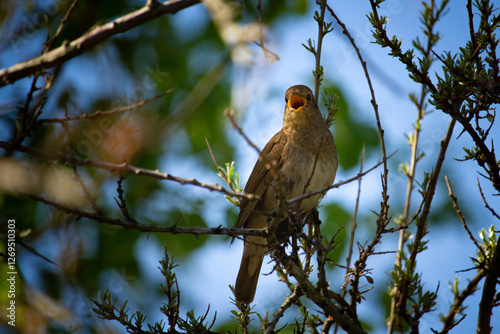 male Common nightingale (Luscinia megarhynchos) sits on a branch photo