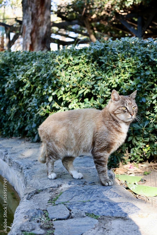 Obraz premium street cat walks through the evening city. High quality photo