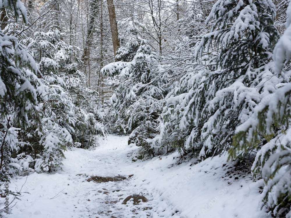 Weg im Winter