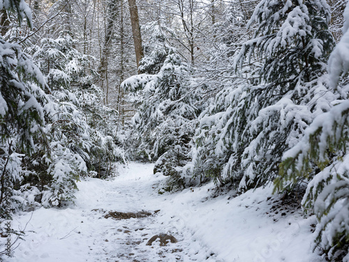 Obraz na płótnie Weg im Winter w salonie
