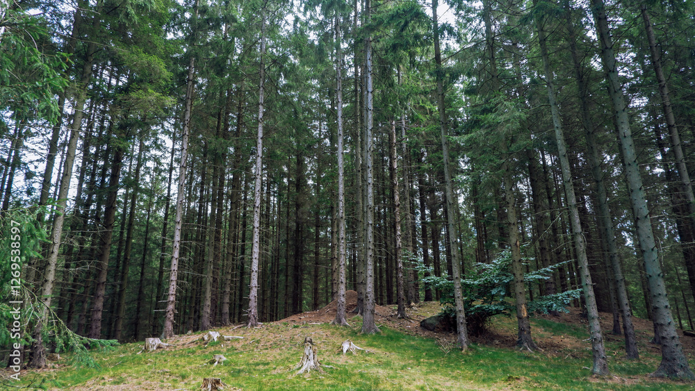 Fototapeta premium Beautiful pine and fir forest in Sweden with a thick layer of green moss covering the forest floor. Moss forest Deep dark dense swedish forest in Snogeholm Strövområde near Snogeholmssjön.