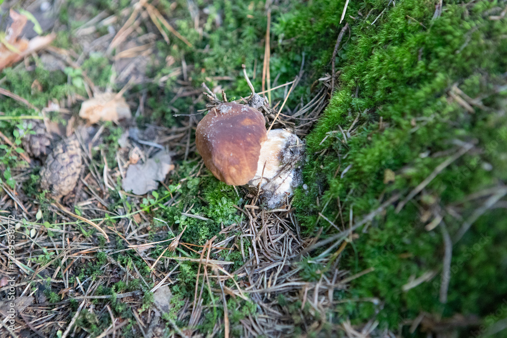 mushroom in the forest mushroom in the forest