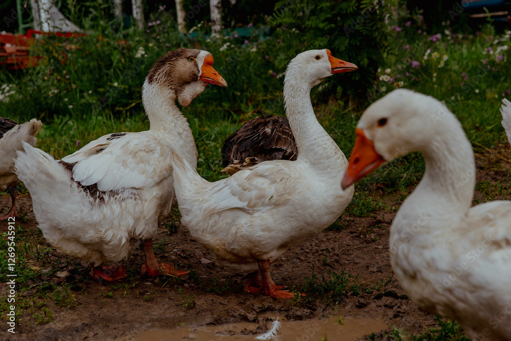 Flock of white geese on the farm walking Flock of white geese on the farm walking