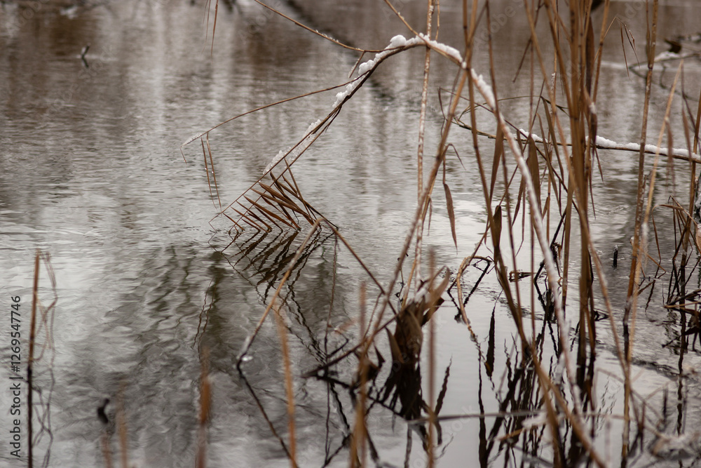 Obraz premium snow covered branches