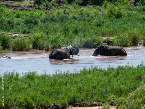 Des éléphants se baignent dans la rivière photo