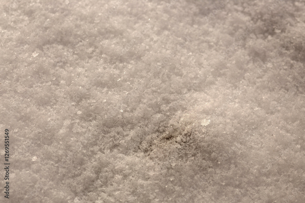 Obraz premium tree branches covered with snow