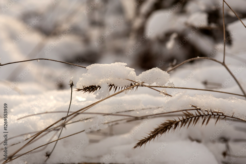 forest in winter forest in winter