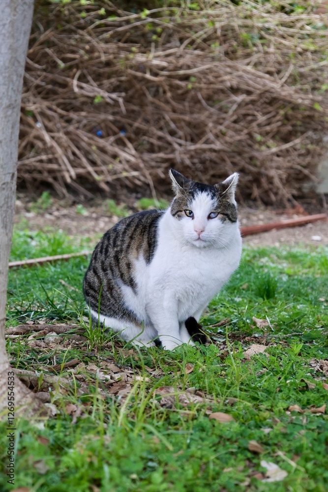 Cat sitting outdoors. High quality photo Cat sitting outdoors. High quality photo