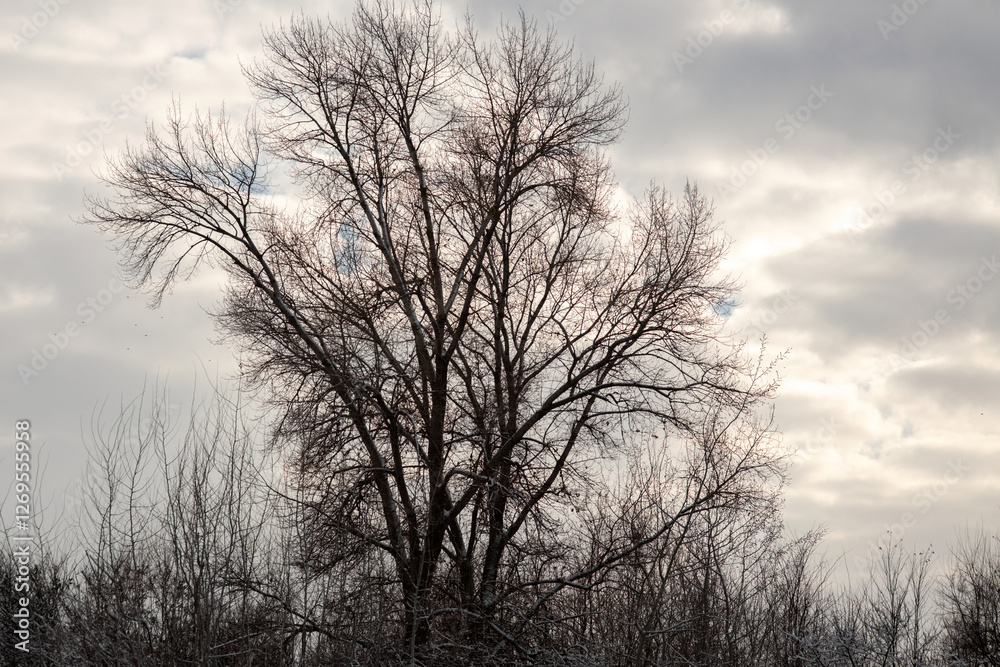 Winter Wonderland Walk: Snowy Forest Adventure Winter Wonderland Walk: Snowy Forest Adventure