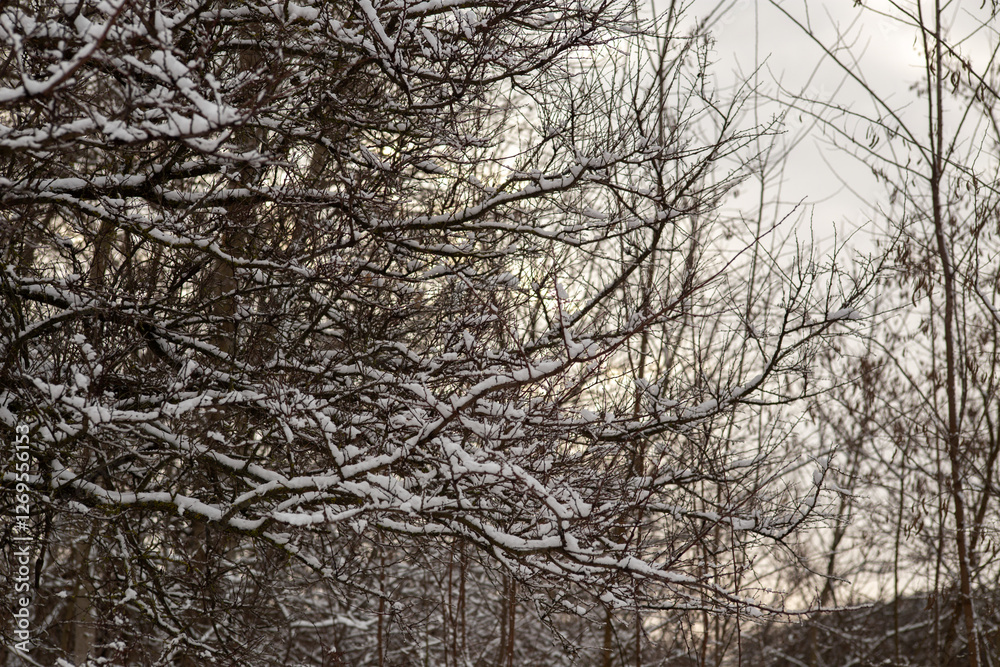 Obraz premium Winter Wonderland Walk: Snowy Forest Adventure 