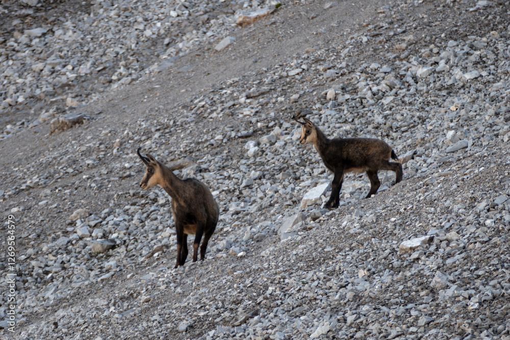 Herd of Chamois at Karwendel Hohenweg, Austria Herd of Chamois at Karwendel Hohenweg, Austria