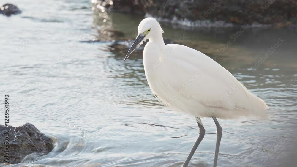 The little egret  is a species of small white heron in the family Ardeidae