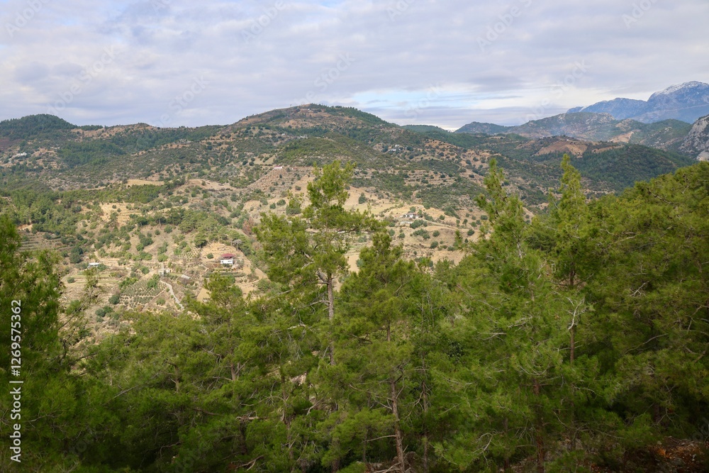 Young pine forest. High quality photo Young pine forest. High quality photo