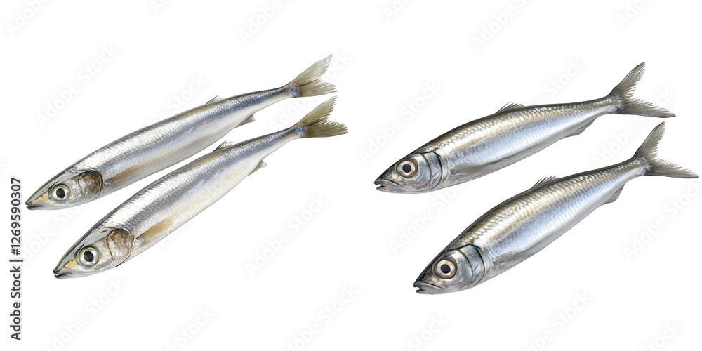 Fresh Silver Fish Isolated on White Background Ideal for Culinary and Market Presentation Fresh Silver Fish Isolated on White Background Ideal for Culinary and Market Presentation