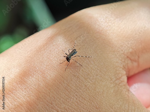 Aedes Mosquito on Human Skin Close-up photo