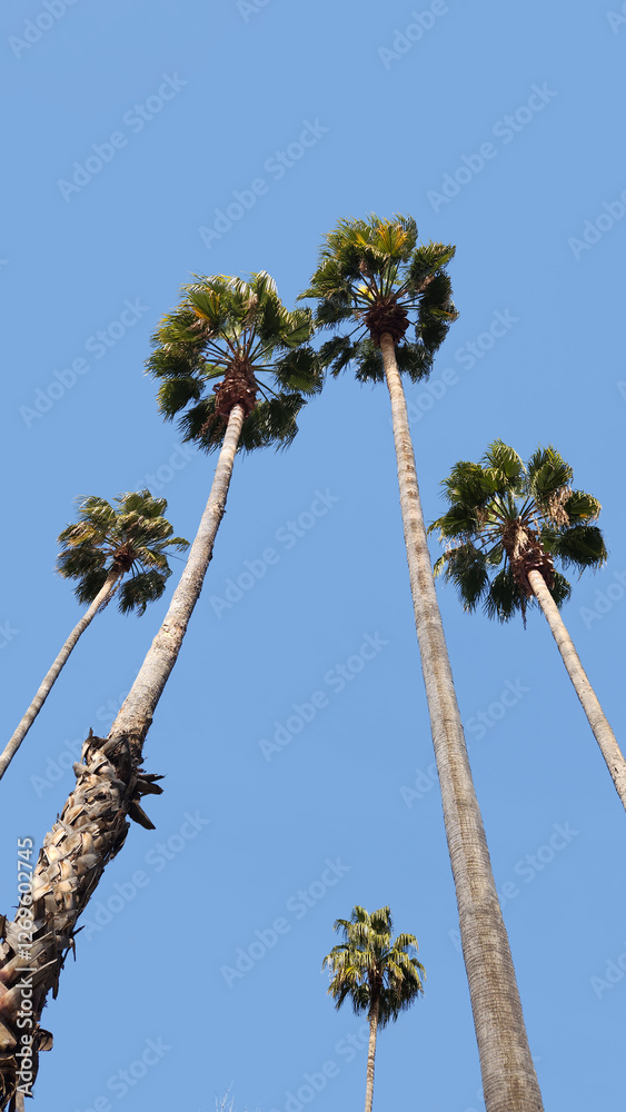 Fototapeta premium A city park in the Mediterranean region boasts century-old palm trees, offering a lush, serene oasis that stands as a testament to nature's enduring beauty and resilience