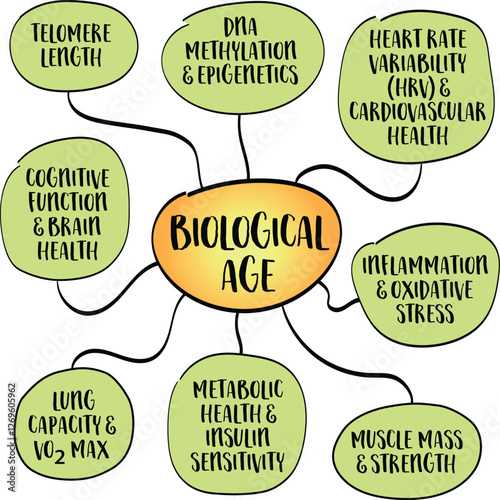 Key indicators of biological age which measures how well body functions compared to the average person of your chronological age. Infographics sketch.