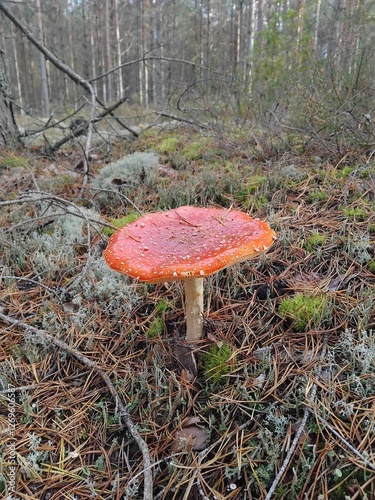 A vibrant red fly agaric mushroom (Amanita muscaria) with white spots grows in a forest clearing. The ground is covered in pine needles, moss, and lichen, with trees in the background. photo