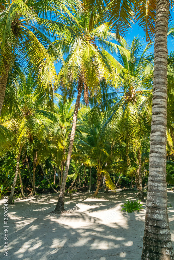 Fototapeta premium Beautiful tropical forest on Saona island