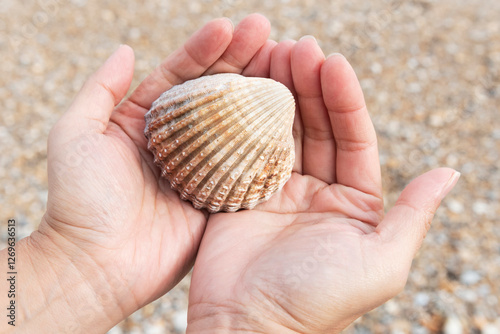 Rough cockle shell or Acanthocardia tuberculata