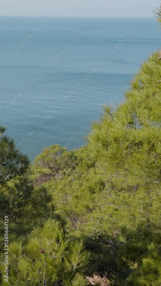 Mediterranean sea and pine trees, amazing coastal landscape, vertical footage Mediterranean sea and pine trees, amazing coastal landscape, vertical footage