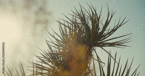 Desert plant life in the mountains and canyons of Nevada