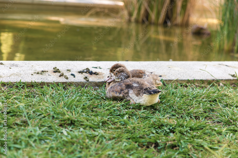 Fototapeta premium Two Adorable Duck Chicks Resting by the Pond
