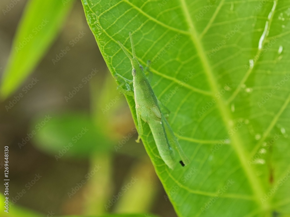 Atractomorpha Grasshopper on Green Leaf Close-up Atractomorpha Grasshopper on Green Leaf Close-up