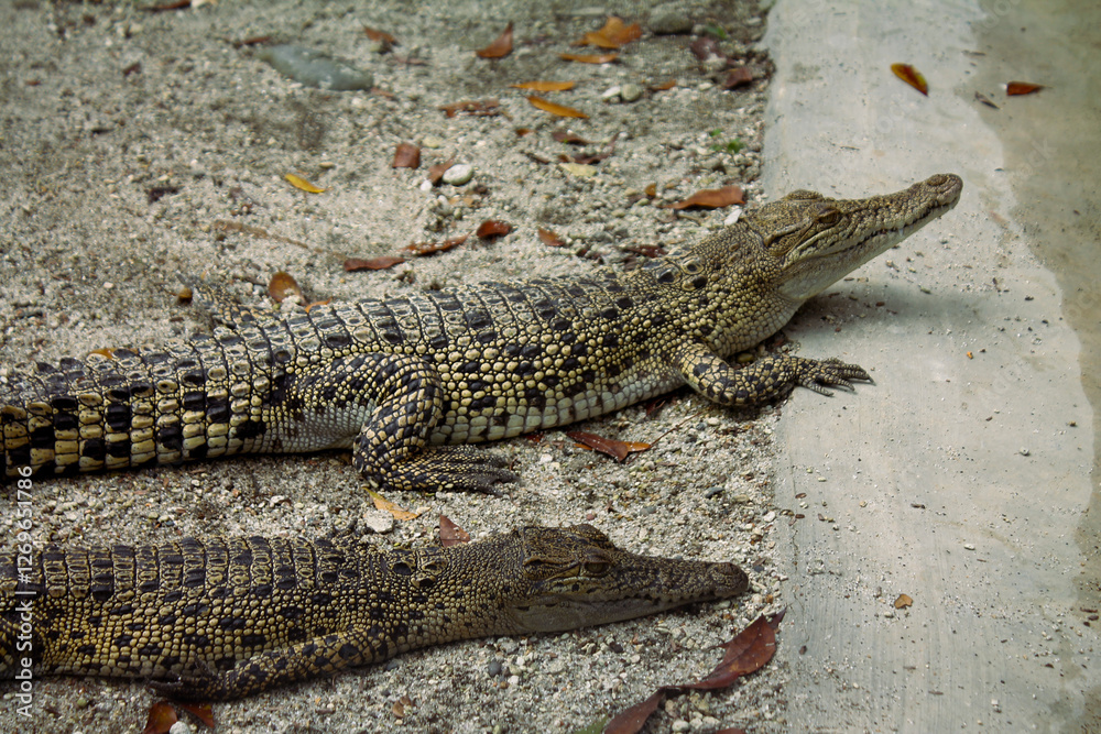 Juvenile Crocodiles Resting on Sand Juvenile Crocodiles Resting on Sand