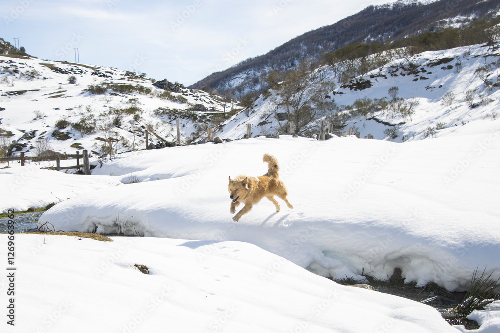cinnamon dog with blue eyes jumping a river in the snow cinnamon dog with blue eyes jumping a river in the snow