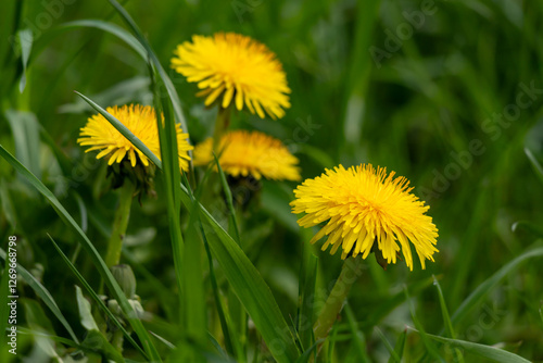 Dandelions in the tall grass.
