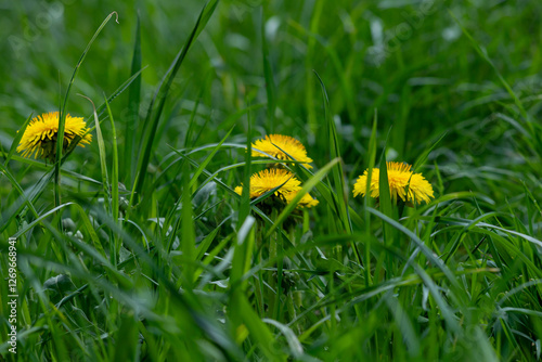 Dandelions in the tall grass.
