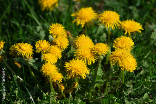 Dandelions in the tall grass.