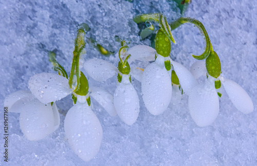snowdrop flowers growing through the snow heralding spring texture photo