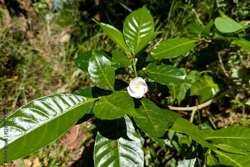 Green plant growing in the garden
