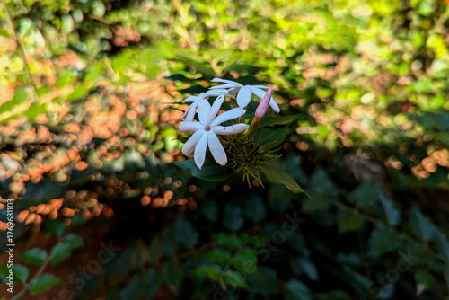 Jasmin flower in the garden of Sri lanka