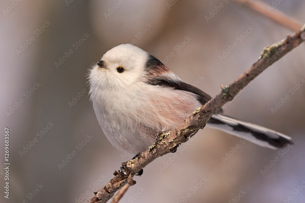 A long-tailed tit sits on a branch. A long-tailed tit sits on a branch.