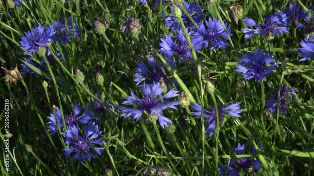 A sunlit vivid cluster of Cornflowers (Centaurea cyanus) captured in a lively meadow during summer, showcasing their striking blue petals amidst lush green grass and sunlight. A sunlit vivid cluster of Cornflowers (Centaurea cyanus) captured in a lively meadow during summer, showcasing their striking blue petals amidst lush green grass and sunlight.