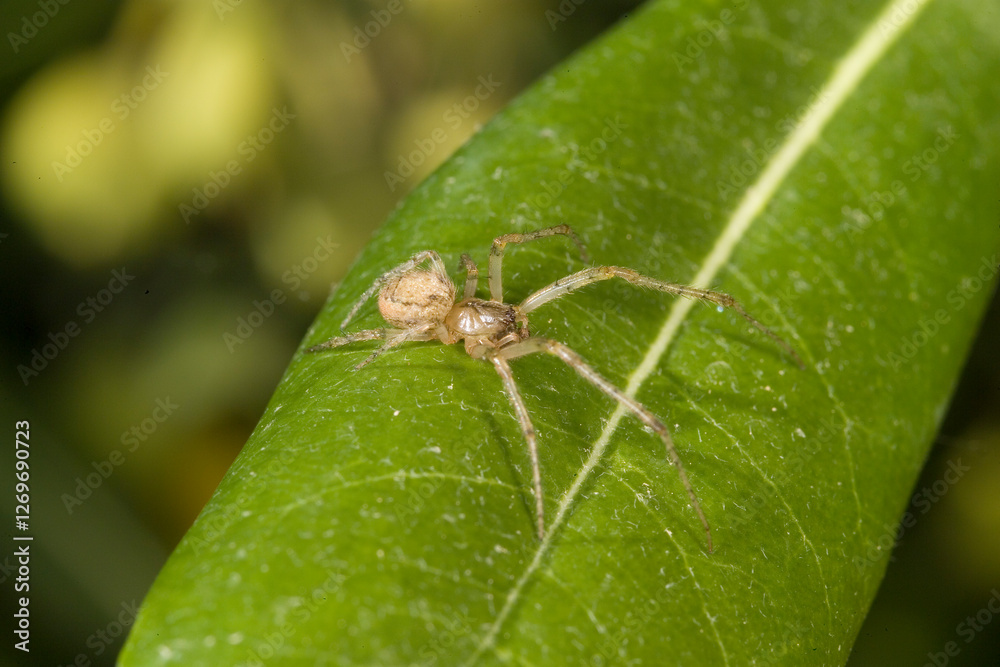 Female Missing sector orb weaver or the silver-sided sector spider (Zygiella x-notata) on a leaf. Family Orb-weaver spiders, araneids (Araneidae) Female Missing sector orb weaver or the silver-sided sector spider (Zygiella x-notata) on a leaf. Family Orb-weaver spiders, araneids (Araneidae)