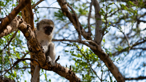 A Curious Monkey is Sitting on a Tree Branch in its Natural Habitat, Observing the World Around Tarangire National Park Tanzania Africa