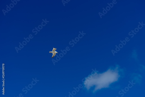 Seagull soaring in vast blue summer sky with minimal clouds