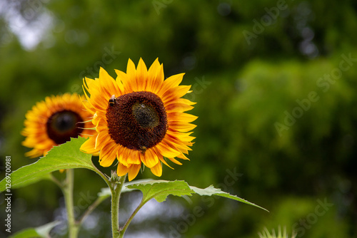 Single sunflower with a bee collecting pollen in summertime