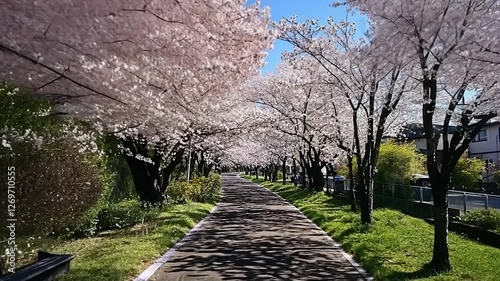 Cherry blossom path, spring, Japan, suburban homes