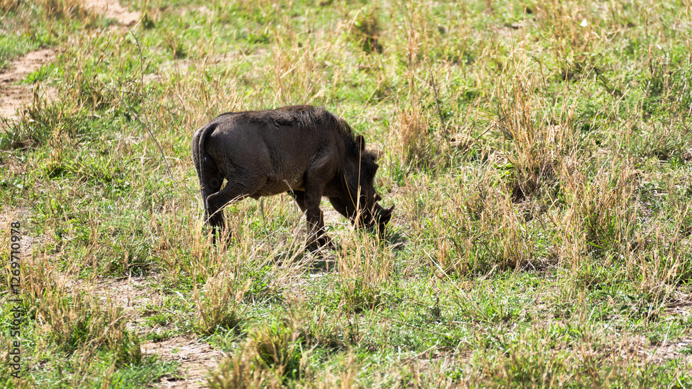 A warthog peacefully grazing in the vast Savanna landscape Tarangire National Park Tanzania Africa A warthog peacefully grazing in the vast Savanna landscape Tarangire National Park Tanzania Africa