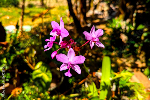 Purple spring flowers in the garden of sri lanka