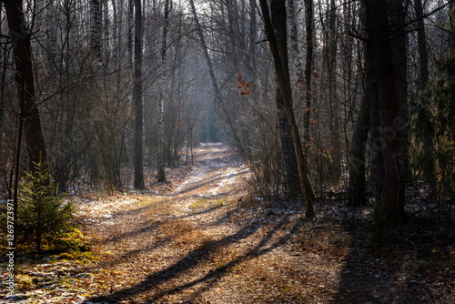 Fototapeta Naklejka Na Ścianę i Meble -  Leśna droga