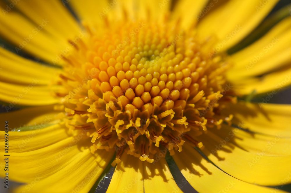 Doronicum grandiflorum blossom close-up with closed buds and yellow disk florets in bloom Doronicum grandiflorum blossom close-up with closed buds and yellow disk florets in bloom