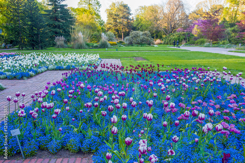 THE Tulip Fields  IN Cologne- travel , vacations, gardening in sunrise- down  in North Rhine-Westphalia photo